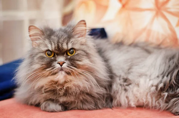 Büyük tüylü gri kedi — Stok fotoğraf