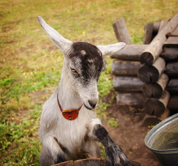 Серый козел просит еду. — стоковое фото