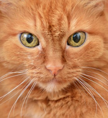 Büyük kırmızı kedi yüz