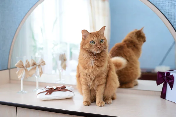 Ayna yanında büyük bir zencefil kedi