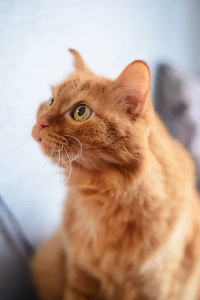 一只大的姜猫 — 图库照片