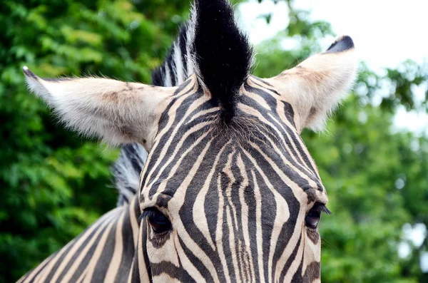 Полосатая голова зебры — стоковое фото