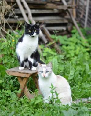 Two cats sit beautifully in the garden clipart