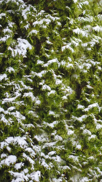 Contexto das arborvitae nevadas — Fotografia de Stock