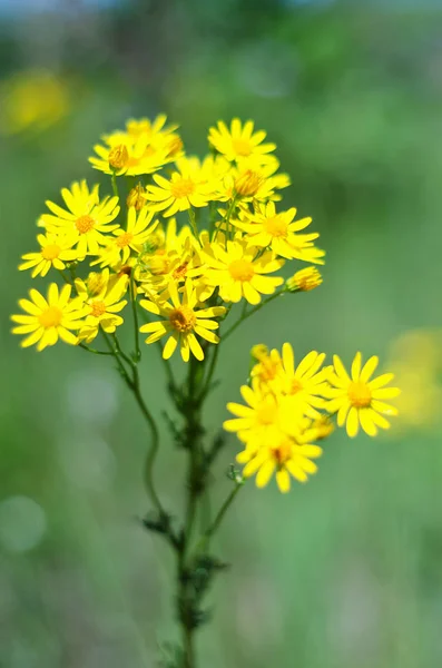 田野里的黄花 — 图库照片