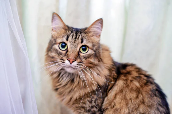 Die Katze neben dem Brautkleid — Stockfoto