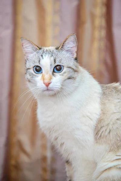 Bellissimo gatto bianco seduto a casa — Foto Stock