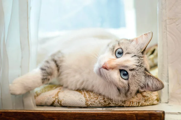 Beautiful white cat lying on the windowsill — Stock Photo, Image