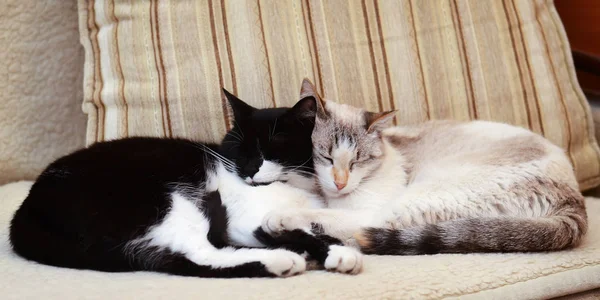 Dois gatos abraçando no sofá — Fotografia de Stock