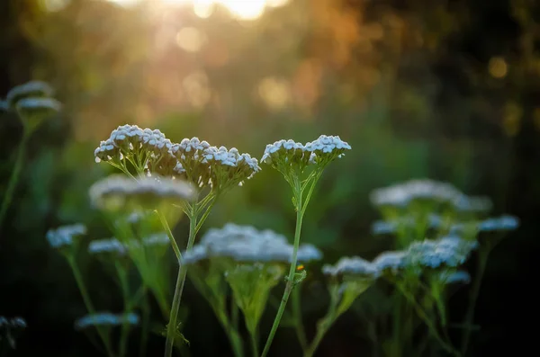 Bloeiwijzen van kleine witte bloemen bij zonsondergang — Stockfoto