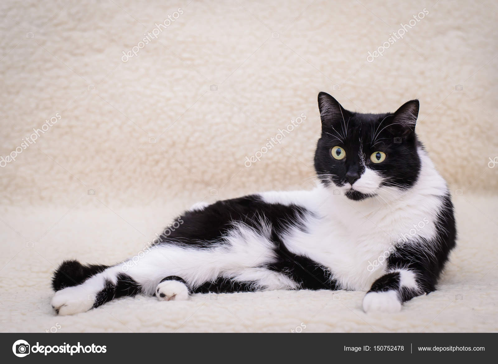 Gatto Bianco E Nero