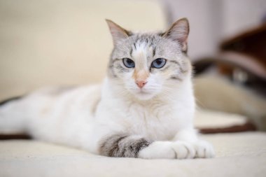 Beyaz kedi kanepede yalan