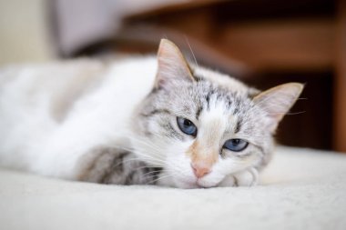 Beyaz kedi kanepede yalan