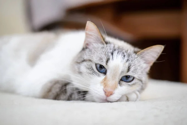 White cat lying on the sofa — Stock Photo, Image