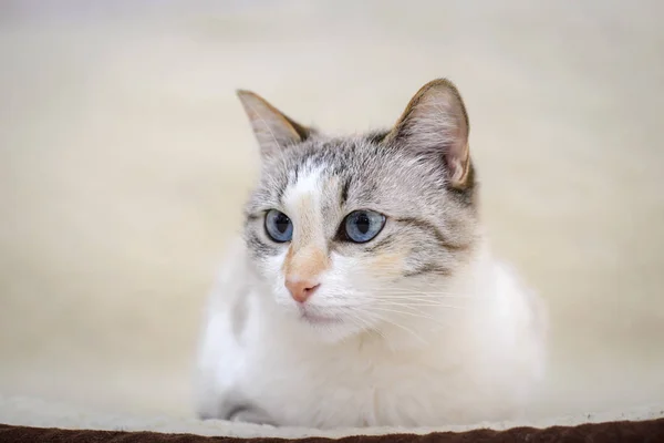 White cat lying on the sofa — Stock Photo, Image