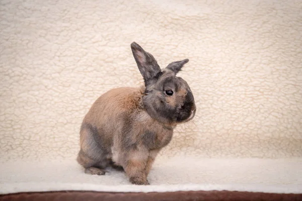 Коричневый кролик на легком одеяле — стоковое фото