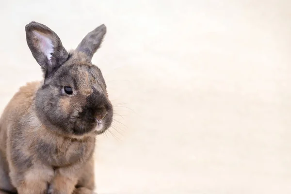 Bruin konijn op een lichte deken met kopie ruimte — Stockfoto