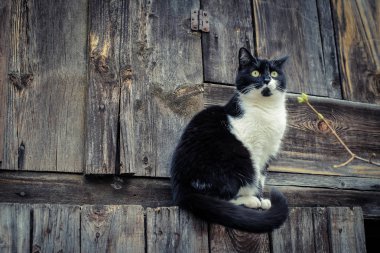 Ahşap arka plan üzerinde siyah beyaz kedi