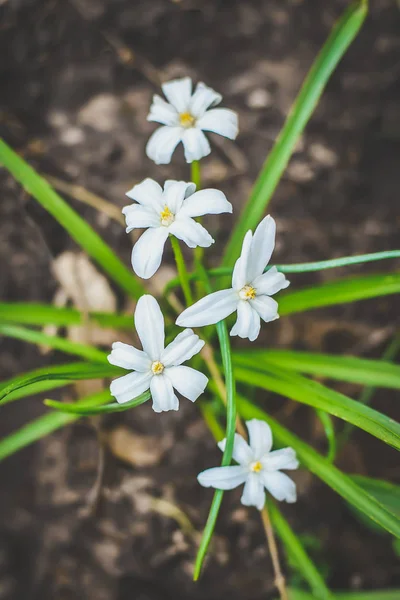 Kleine witte bloemen met groene bladeren — Stockfoto