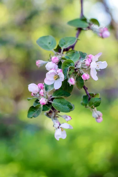 Branche avec des fleurs de pomme dans le jardin — Photo