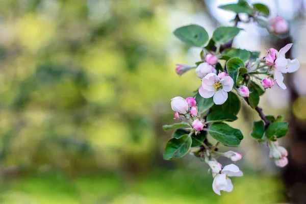 stock image Branch with apple blossoms in the garden