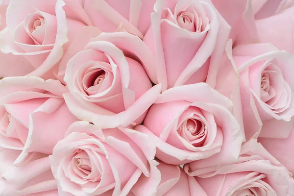 Background of pink roses closeup — Stock Photo, Image