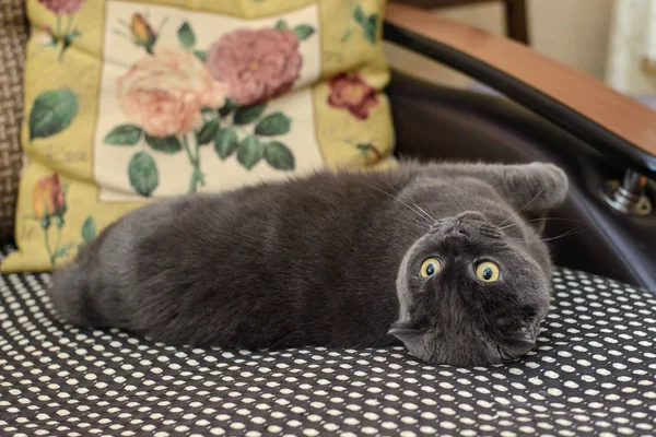 英国折叠只灰色的猫在沙发上 — 图库照片