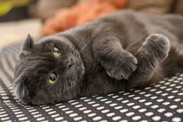 British lop-eared gray cat on a sofa — Stock Photo, Image