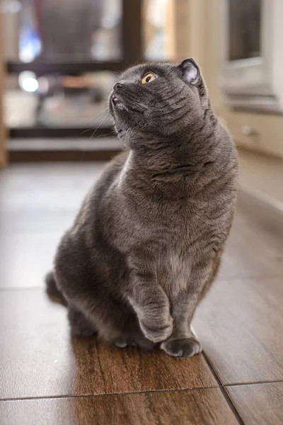 British fold grey cat looking up — Stock Photo, Image