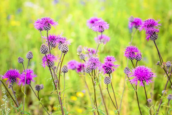 Bir çiçek açan thistle alanında