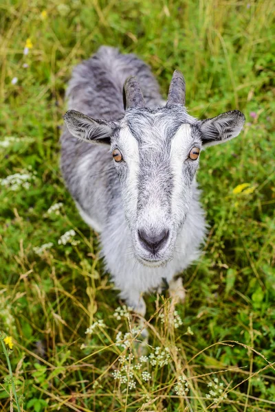 Grijze geit in het groene gras — Stockfoto