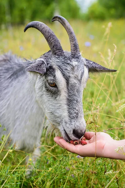 Серый козел, поедающий ягоды из рук — стоковое фото