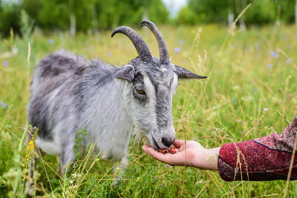 Grijze geit eten bessen uit de hand — Stockfoto