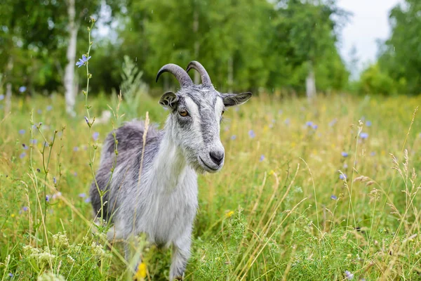 Серый козел в зеленой траве — стоковое фото