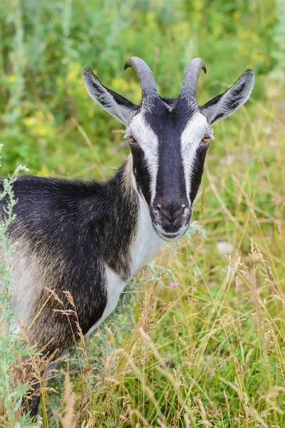 Grijze geit in het groene gras — Stockfoto