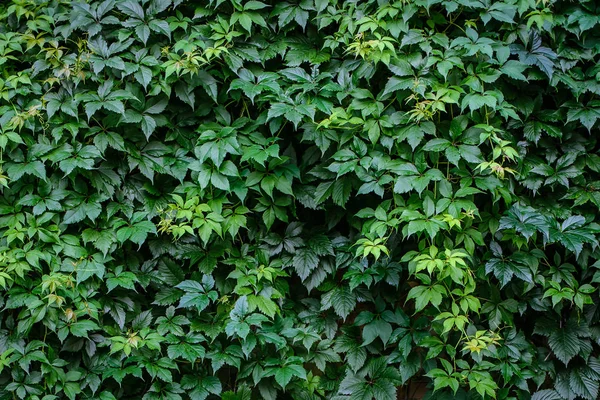 Yoğun büyümüş duvar parthenocissus
