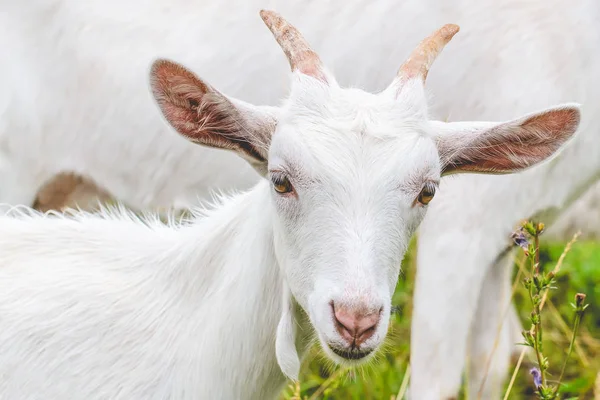 Een jonge witte geit met horens — Stockfoto