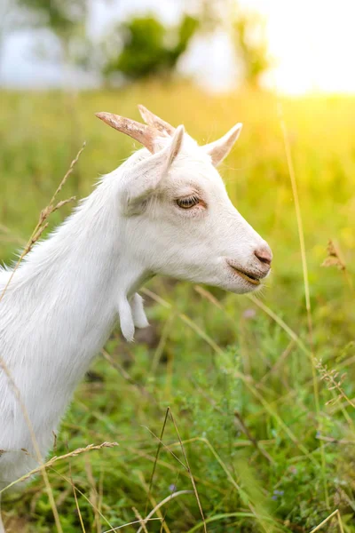 Yaz aylarında bir alandaki beyaz keçi — Stok fotoğraf
