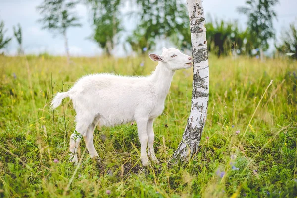 Молодая белая коза ест кору дерева — стоковое фото