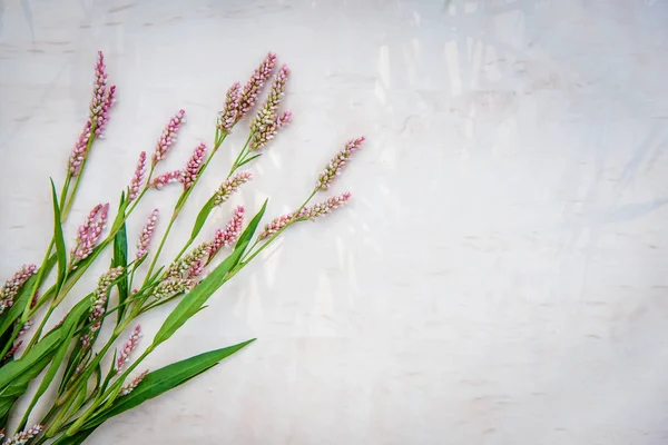 As pequenas flores cor-de-rosa de persicaria maculosa sobre fundo brilhante — Fotografia de Stock