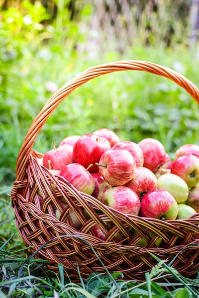 Bahçede yeşil çimenlerin üzerinde sepet içinde kırmızı elmalar
