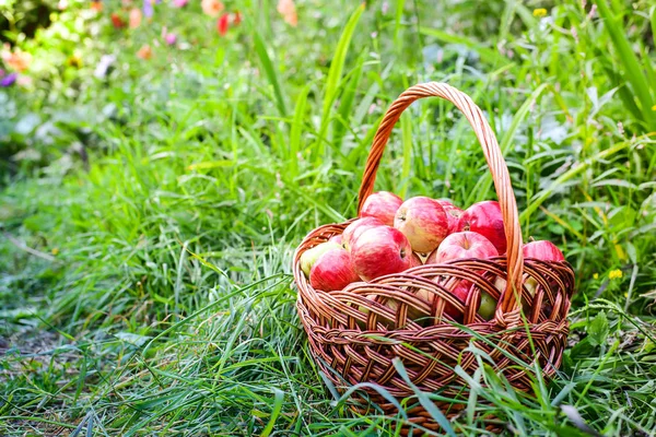 Bahçede yeşil çimenlerin üzerinde sepet içinde kırmızı elmalar