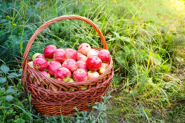Bahçede yeşil çimenlerin üzerinde sepet içinde kırmızı elmalar