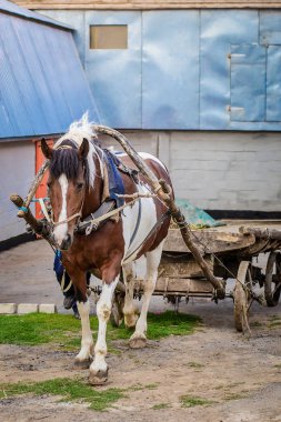 Köyde bir sepeti ile beyaz kestane at koşum takımı içinde