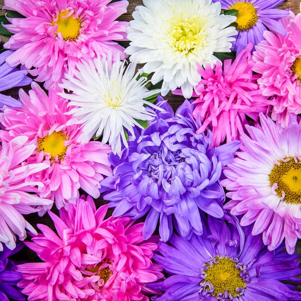 Cuadro cuadrado de un fondo de flores de colores — Foto de Stock