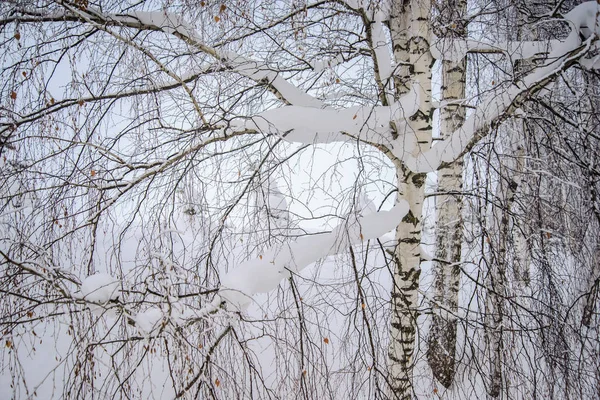 Pokryte śniegiem Brzoza Drzewo Las — Zdjęcie stockowe