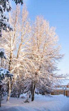 Ağaç ve ev kar kış manzara