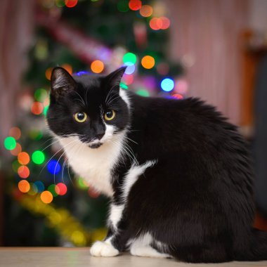Siyah ve beyaz kedi renkli Noel ışıkları