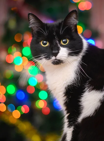 Black and white cat on the Christmas coloured lights — Stock Photo, Image