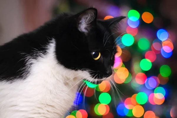 Black and white cat on the Christmas coloured lights — Stock Photo, Image